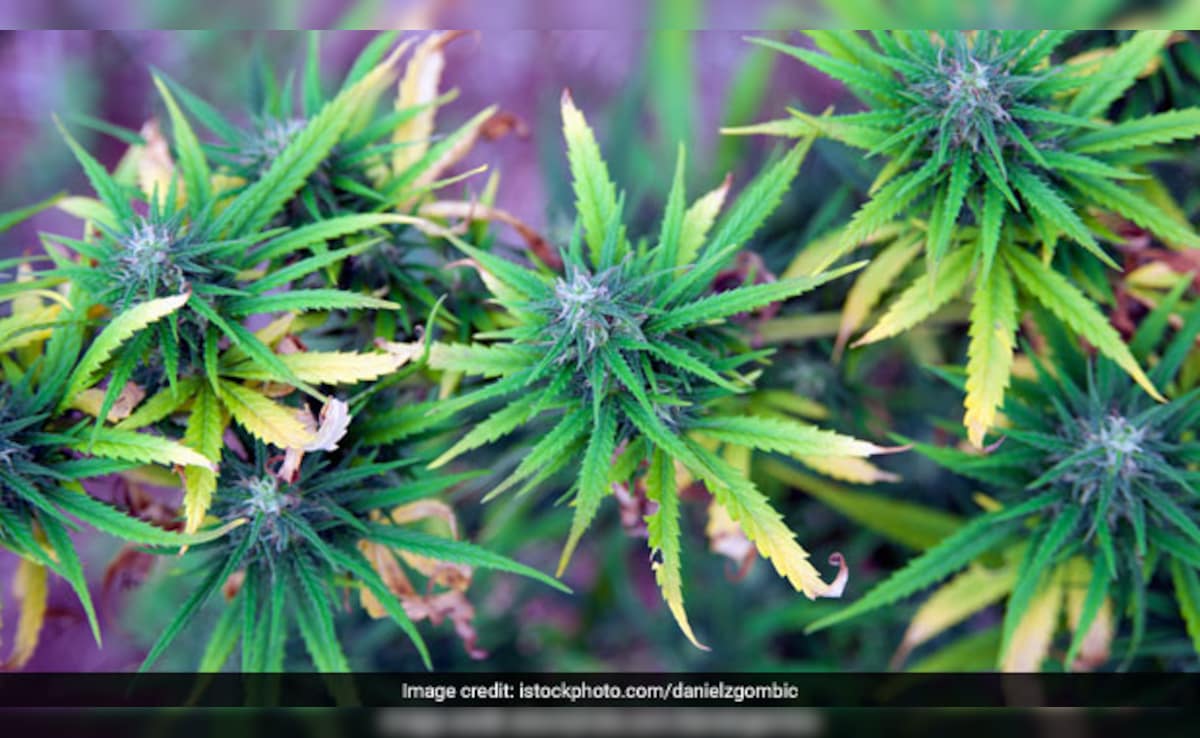 Latest and Breaking News on NDTV Latest and Breaking News on NDTV