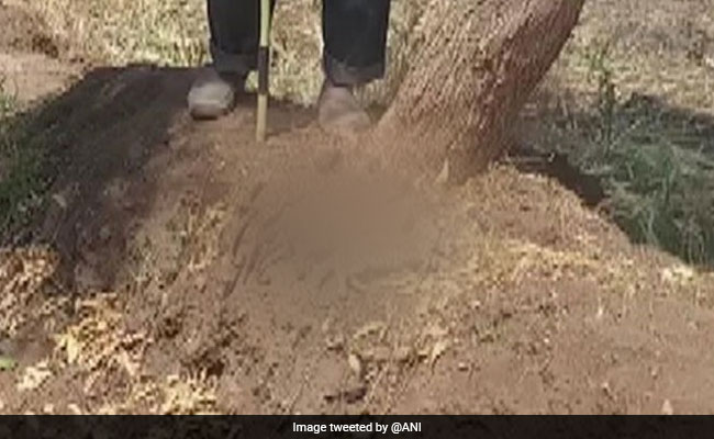 Bodies Of 5 Leopard Cubs, Burnt To Death, Found In Field In Pune District