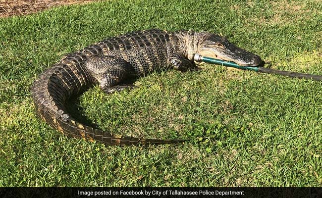 "Very Surreal": Residents Stunned By 8-Foot Alligator In Neighbourhood