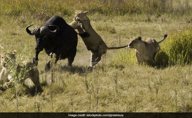 Buffalo Fights Lions, Crocodiles In Viral Video. Watch How It Ends