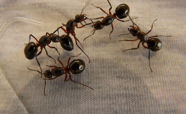 1,000 Live Ants Seized From Mail Parcel