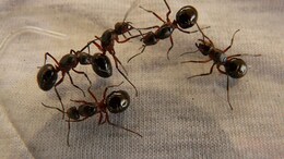 Ants In House? Here's How They Get Everywhere, Even In Tall Buildings