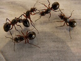 Ants In House? Here's How They Get Everywhere, Even In Tall Buildings