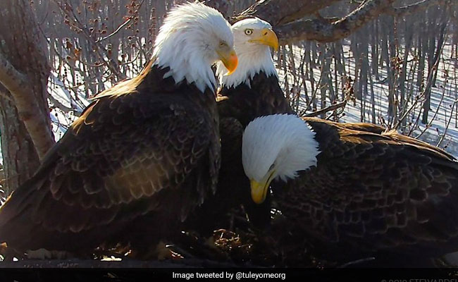 2 Dads, A Mom: Rare Trio Of Bald Eagles Raise Eaglet Together In A Nest