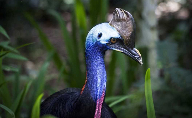 इस खतरनाक पक्षी ने किया आदमी का शिकार, खेत में पहुंचकर ऐसे ली मालिक की जान