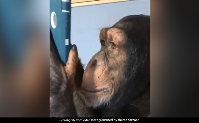 Chimpanzee Goes Viral For Using Instagram Like A Pro, Video Stuns People