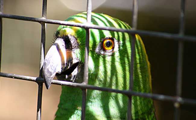 "Mom, Police", Yelled Parrot As Cops Chased Drug Dealers. Now In Custody