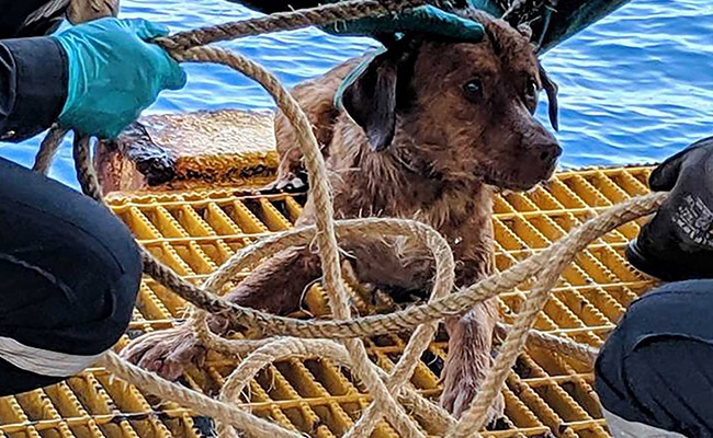 Watch: Dog Found Swimming 220 Kms Off Thai Coast, Rescued By Oil Rig Workers