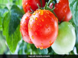 Kitchen Hacks: Ripen Green Tomatoes At Home With This Easy Trick! Kitchen Hacks: Ripen Green Tomatoes At Home With This Easy Trick!