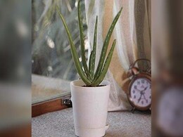 Plants For Positive Energy: घर में सकारात्मक ऊर्जा के लिए ज़रूर लगाएं ये पौधे Plants For Positive Energy: घर में सकारात्मक ऊर्जा के लिए ज़रूर लगाएं ये पौधे