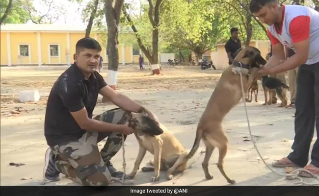 46 Police Dogs, Their Handlers Transferred In Madhya Pradesh