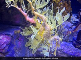 Watch: A Myth? A Leaf? Aquarium Displays Rare Sea Dragons Watch: A Myth? A Leaf? Aquarium Displays Rare Sea Dragons