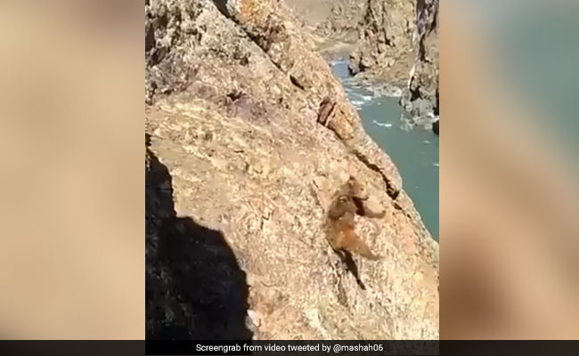 Watch: Bear Tumbles Off Cliff After Stones Thrown At It In Kargil; Sparks Outrage