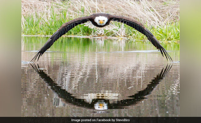 "Stunning" Perfectly Symmetrical Pic Of Eagle And Its Reflection Is Viral