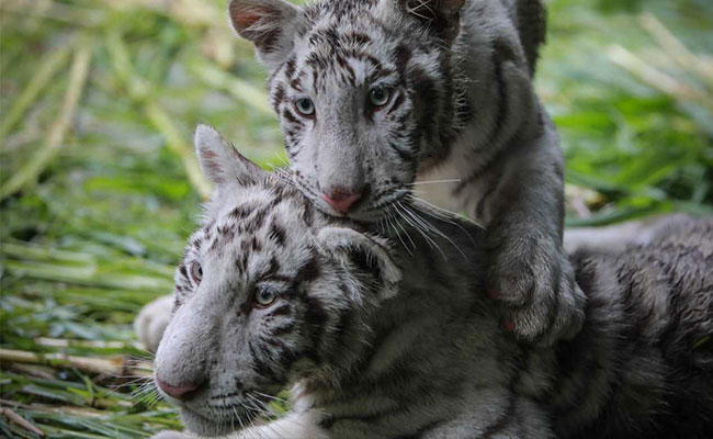 Two Rare White Tiger Cubs Find New Home In Nicaragua