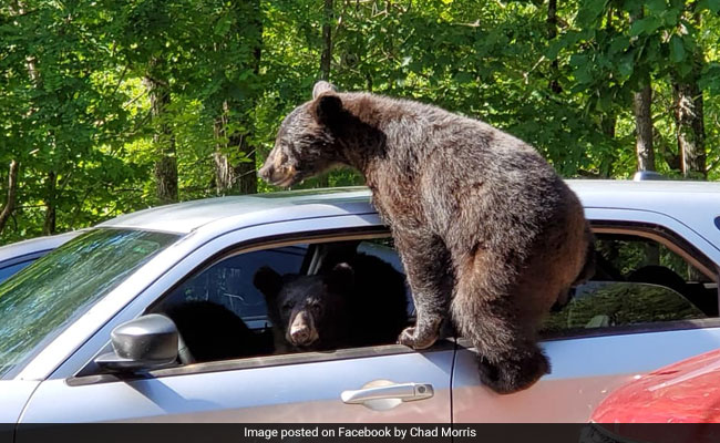 Family Of Bears Take Over Man's Car And The Pics Are Hilarious