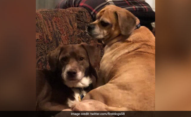 Dogs Well Positioned In 2020 US Presidential Elections