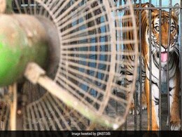 दिल्ली के चिड़ियाघर वालों को ही नहीं पता कि उनके पास कितने जानवर हैं... पुलिस प्रोटेक्शन में होगी जनगणना दिल्ली के चिड़ियाघर वालों को ही नहीं पता कि उनके पास कितने जानवर हैं... पुलिस प्रोटेक्शन में होगी जनगणना