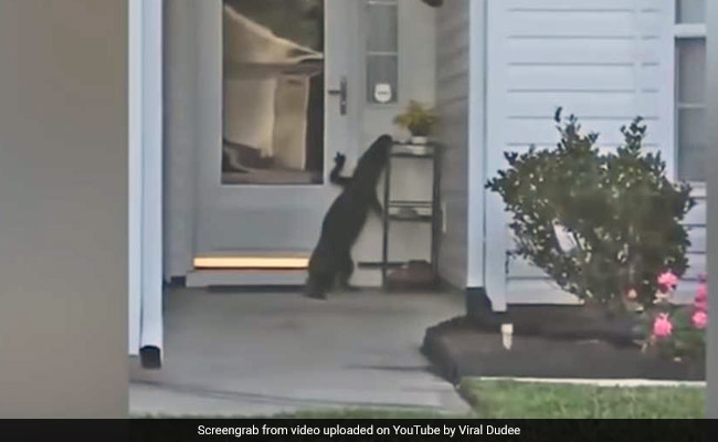 Watch: Alligator 'Rings' Doorbell In Shocking Video