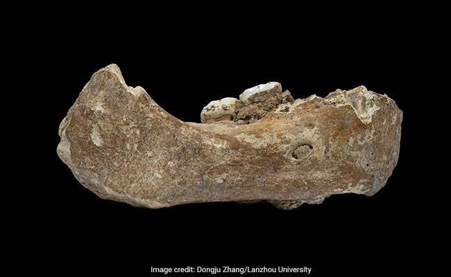 Jaw From Mysterious Human Species Shows Early Embrace Of The High Life