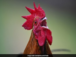 मुर्गे की बांग से परेशान होकर थाने पहुंच गई पड़ोसन, लगाया चौंकाने वाला आरोप मुर्गे की बांग से परेशान होकर थाने पहुंच गई पड़ोसन, लगाया चौंकाने वाला आरोप