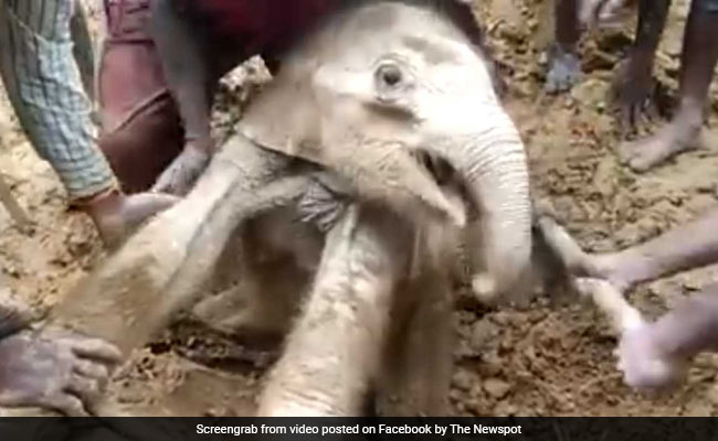 Locals Dig Mud With Bare Hands To Rescue Elephant Calf In Assam