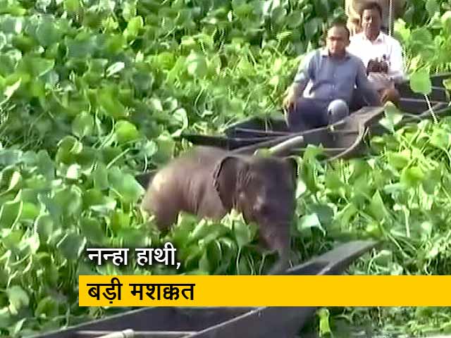 तालाब में फंस गया नन्हा हाथी, बड़ी मशक्कत के बाद वनकर्मियों ने निकाला