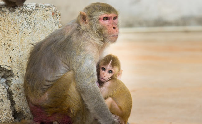Chinese Scientists Add Human Brain Genes Into Monkeys