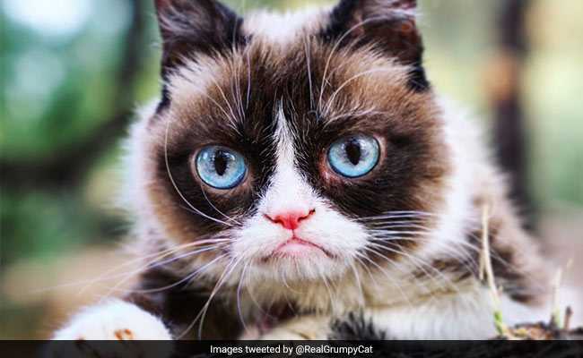 Internet Star Grumpy Cat Dies, Owners Say "Unimaginably Heartbroken"
