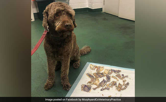 The Dog Ate My Money: Pet Pooch Chews Up Cash Worth Rs 15,000