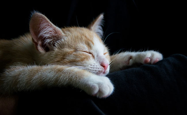 Thane Man Caught On CCTV Throwing 3 Kittens Into Fire, They Survived