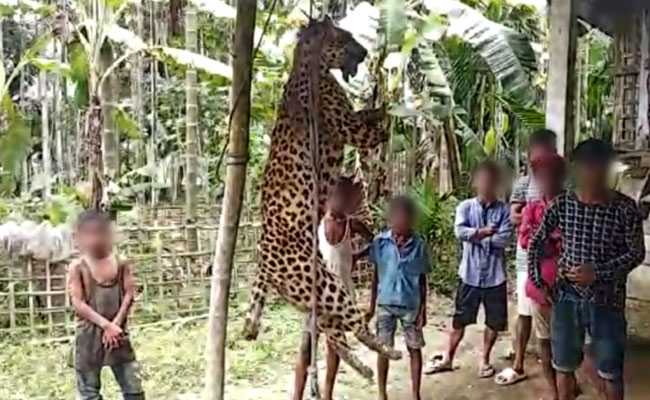 Villagers In Assam Kill Leopard, Gouge Its Eyes Out, Chop Off Paws