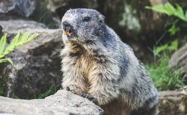 Couple Ate Squirrel Believed To Have Health Benefits. They Died Of Plague