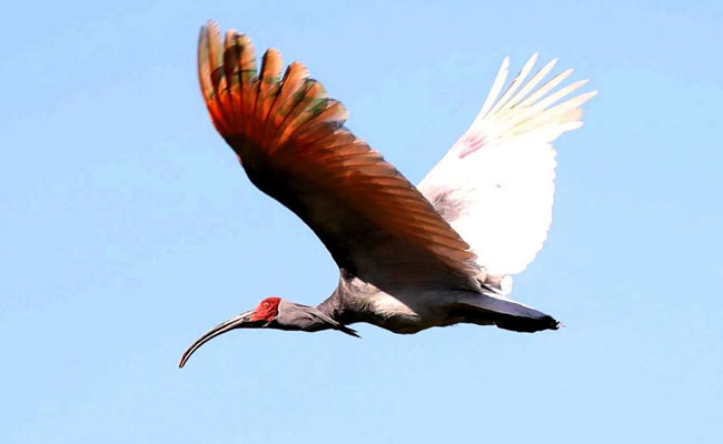 Endangered Bird Returned To South Korean Wild 40 Years After Extinction