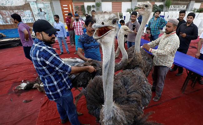 Pakistani Charity Dishes Out Ostrich As Ramadan Treat For Poor
