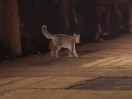 Watch: Cat Gatecrashes Dior Fashion Show, Steals The Spotlight Watch: Cat Gatecrashes Dior Fashion Show, Steals The Spotlight