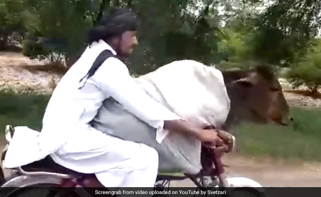 पाकिस्तान में शख्स ने गाय को बिठाया बाइक पर, ऐसे फर्राटेदार दौड़ाई गाड़ी, देखें VIDEO