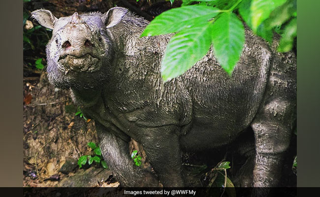 Malaysia's Last Male Sumatran Rhino Dies, Fewer Than 80 Left In World