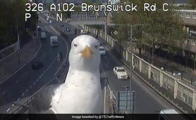 ट्रैफिक कैमरे में फोटो क्लिक कराने आ गए पक्षी, वायरल हो रहा है ये मजेदार वीडियो