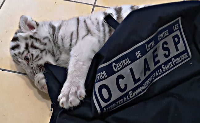 Man Arrested In France For Keeping White Tiger Cub