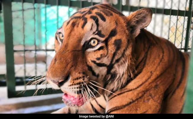 11-Year-Old Royal Bengal Tiger Dies Of  Cancer In Mumbai