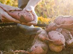 Early Humans Began Cooking And Eating Starchy Plant Tubers 120,000 Years Ago: Study Early Humans Began Cooking And Eating Starchy Plant Tubers 120,000 Years Ago: Study