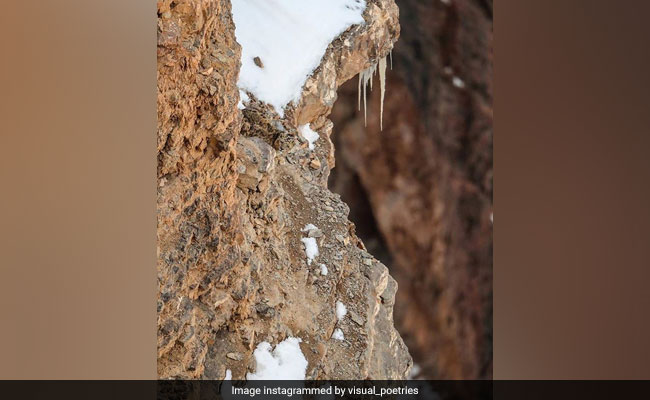 Camouflaged Snow Leopard Image In Himachal Pradesh Goes Viral