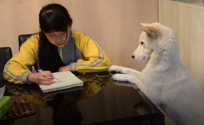 Watch: Dad Trains Dog To Make Sure Daughter Does Homework
