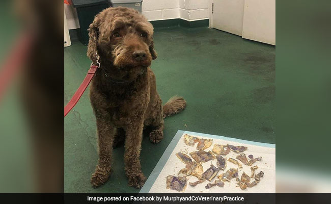 कुत्ते और गीले नोटों की Photo Viral, फेसबुक पर मालिक बोला - महंगा पड़ गया ये दिन