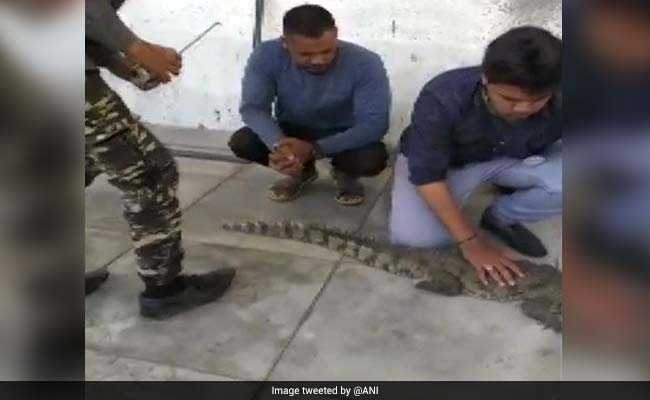 Crocodile Enters Gujarat Home To Drink Water, Caught After Two Hours