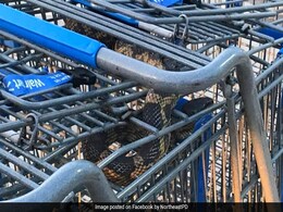 Large Snake Hiding In Supermarket Shopping Cart Creates Panic Large Snake Hiding In Supermarket Shopping Cart Creates Panic