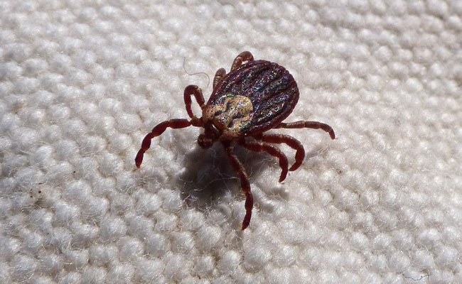 Bedbugs Are Older Than Bats, Evolved Around 50 Million Years Ago: Study