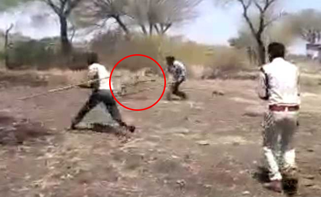 Woman Injured By 2 Leopards In Madhya Pradesh, One Dies During Capture