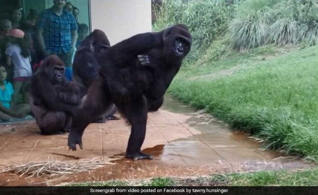 Watch: Gorillas Try To Stay Out Of Rain In Hilarious Viral Video